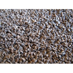 Facelia-błękitna-Stala-C/1-a-1kg